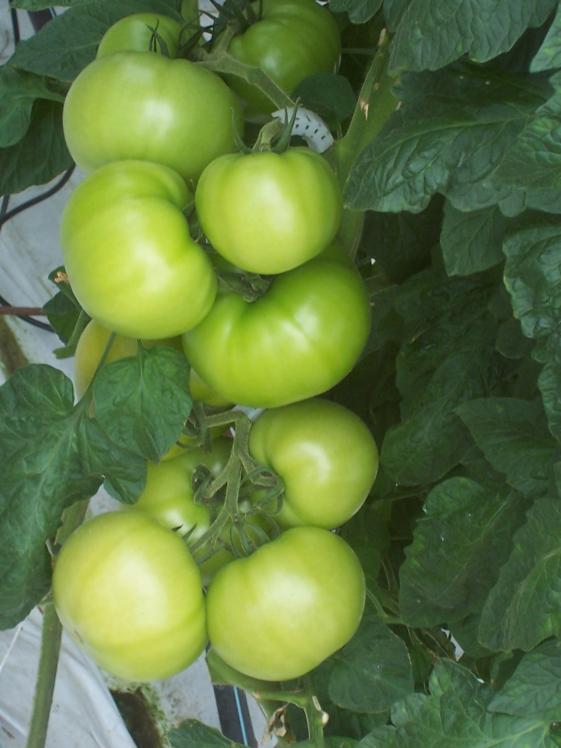 pomidor_6