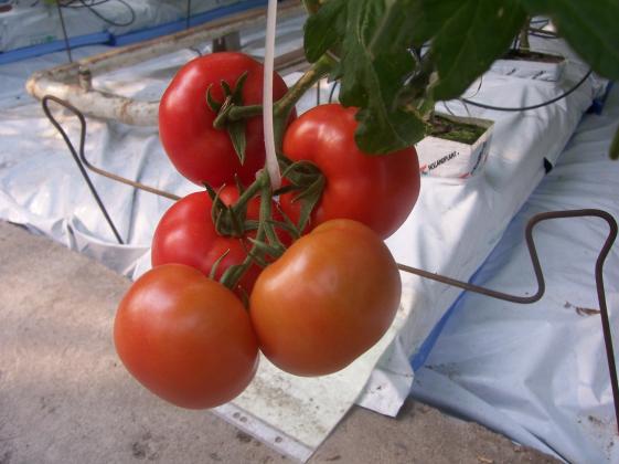 pomidor_8